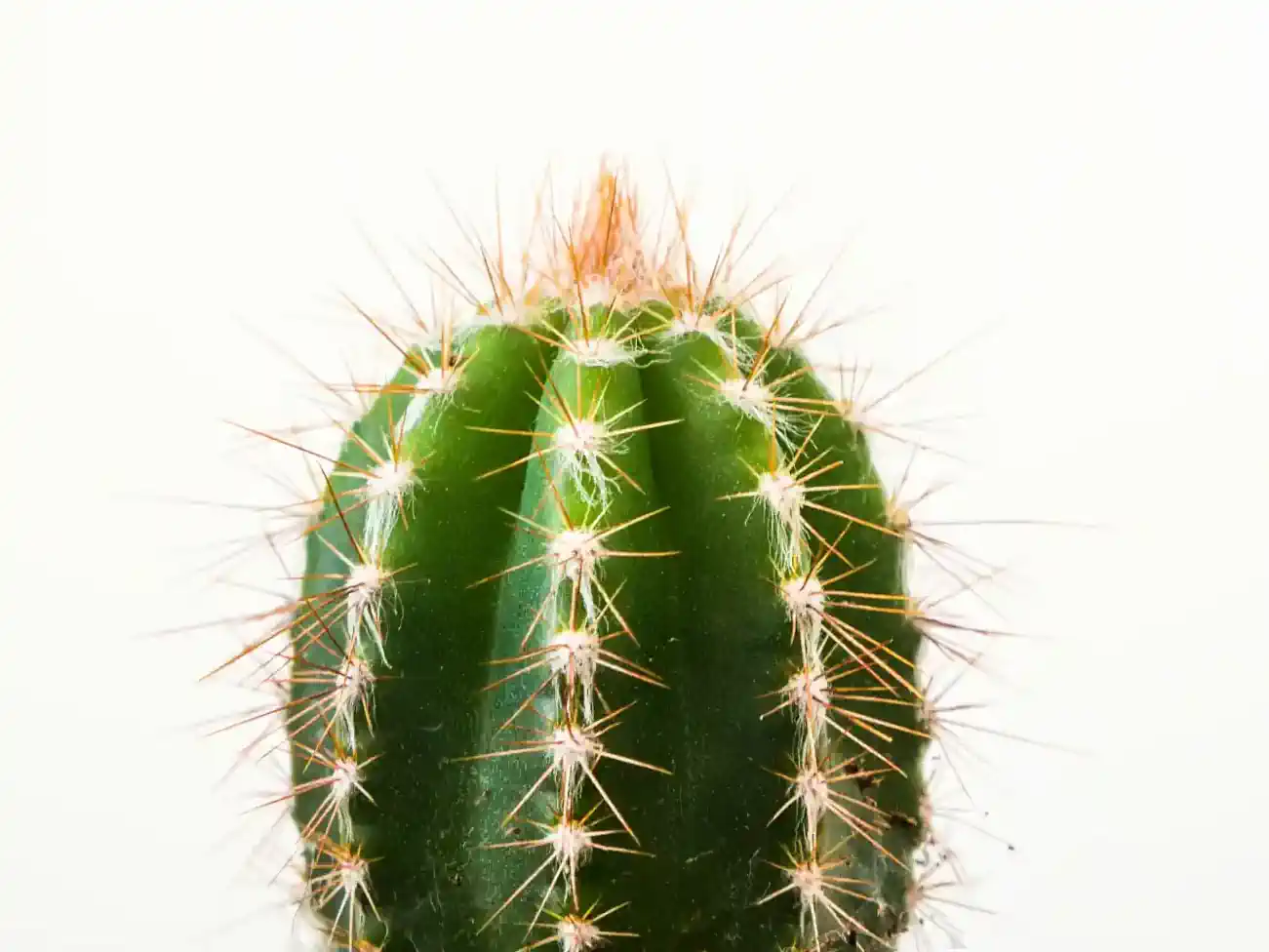 A green cactus in the middle of a frame surrounded by a white screen